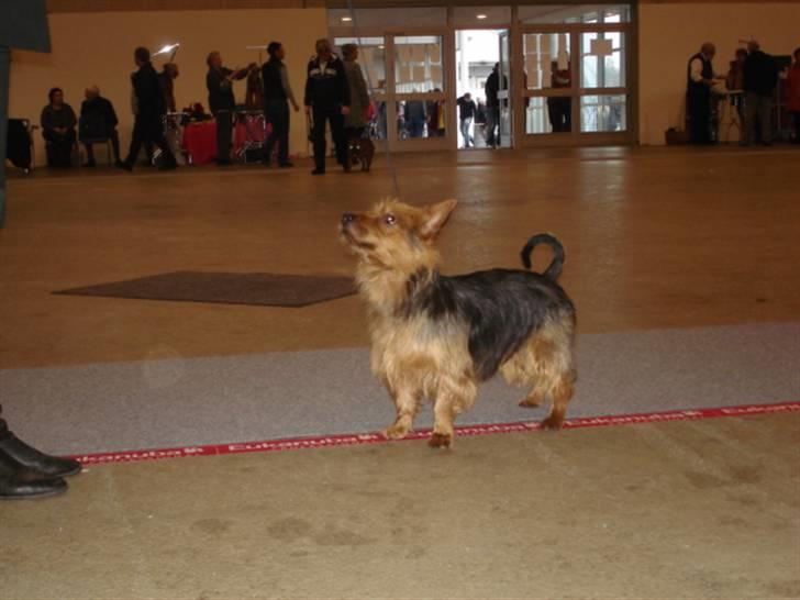 Australsk terrier Paddington - Herning  8-11-08.1 plads i junior klassen+ en vandrepokal-mor var stolt !! billede 15