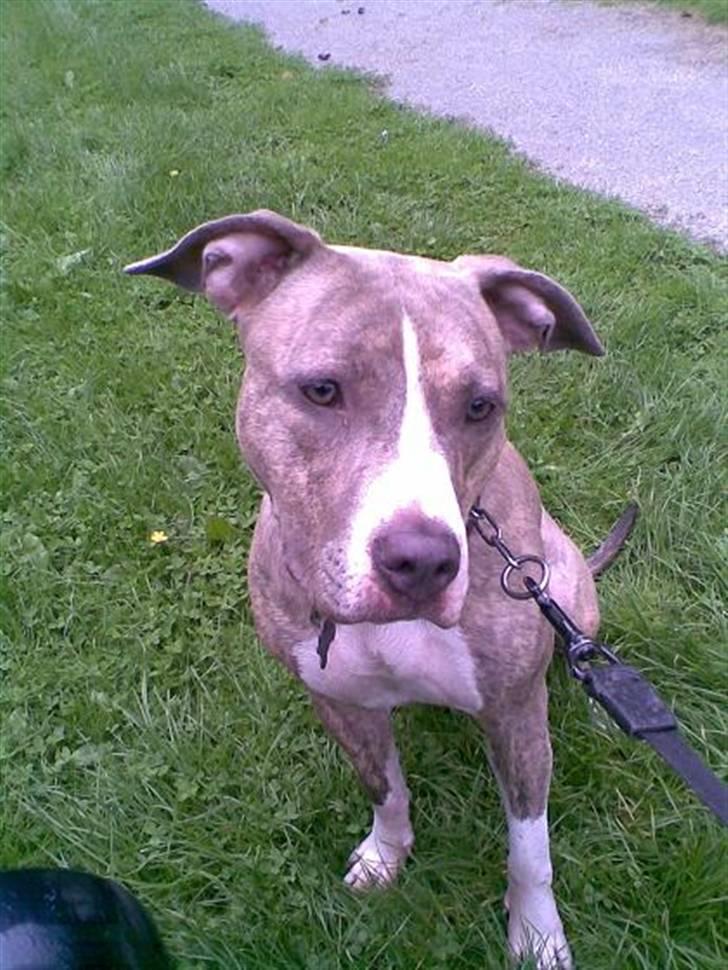 Amerikansk staffordshire terrier Lotus  billede 7