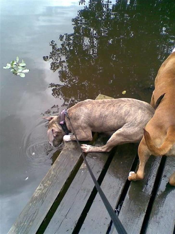 Amerikansk staffordshire terrier Lotus  billede 8