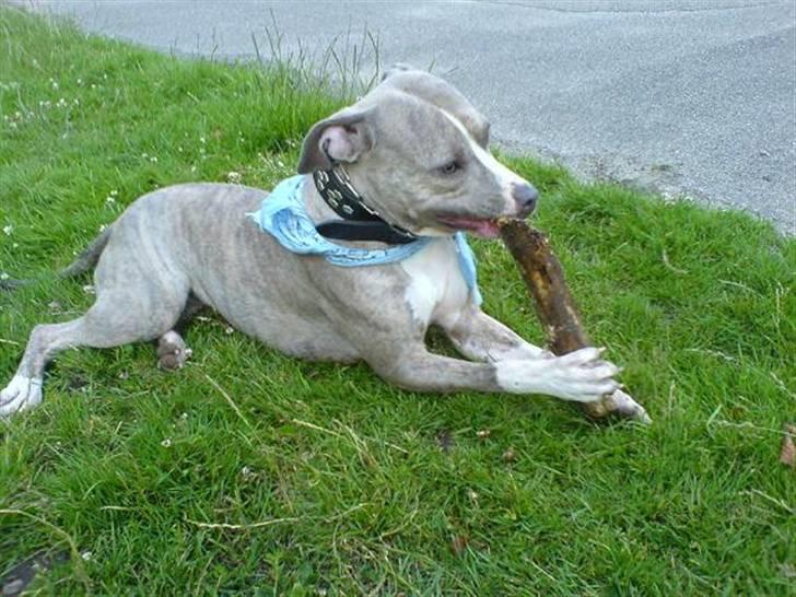 Amerikansk staffordshire terrier Lotus  billede 9