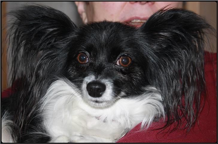 Papillon Molly - Mollys nye hvalp født 4 nov. billede 6