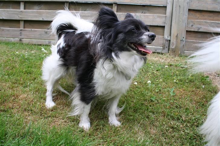 Papillon Molly billede 7