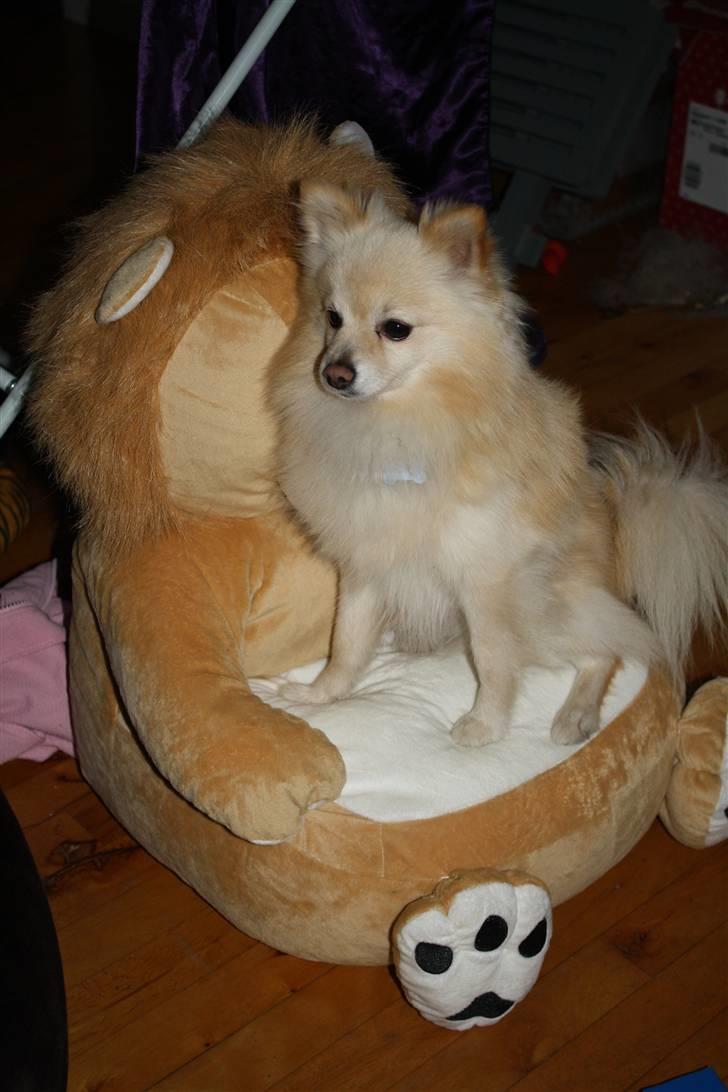 Pomeranian Calle - Jeg er mega fotogén. billede 14