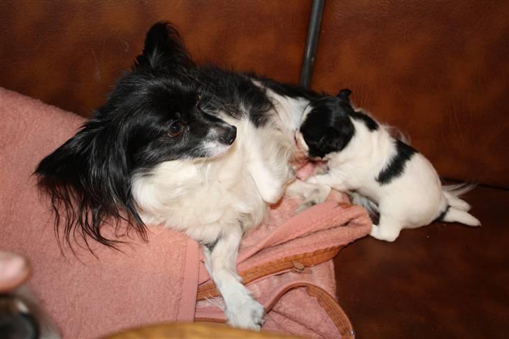 Papillon Molly billede 8