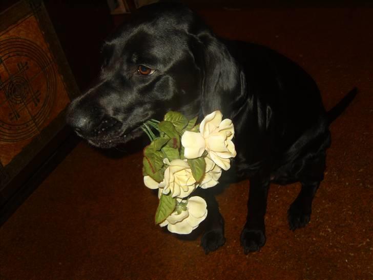 Blanding af racer Azza - Undskyld mor. billede 5