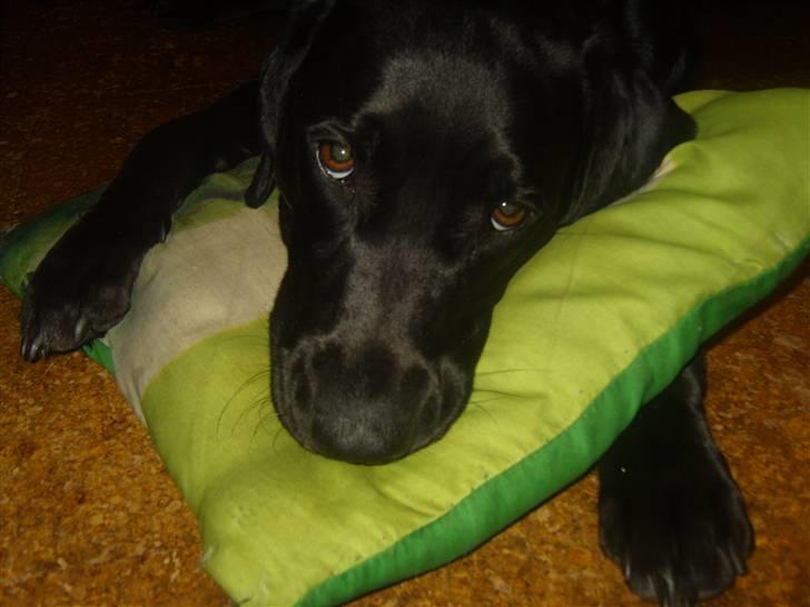 Blanding af racer Azza - Må jeg ikke nok beholde den? billede 6