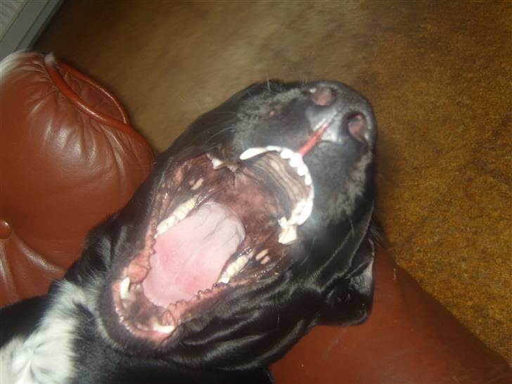 Blanding af racer Azza - Syyyyyyng syyyng! lalala billede 8