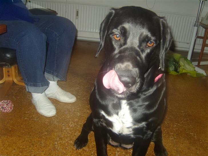 Blanding af racer Azza - Mmmm! mad! billede 11