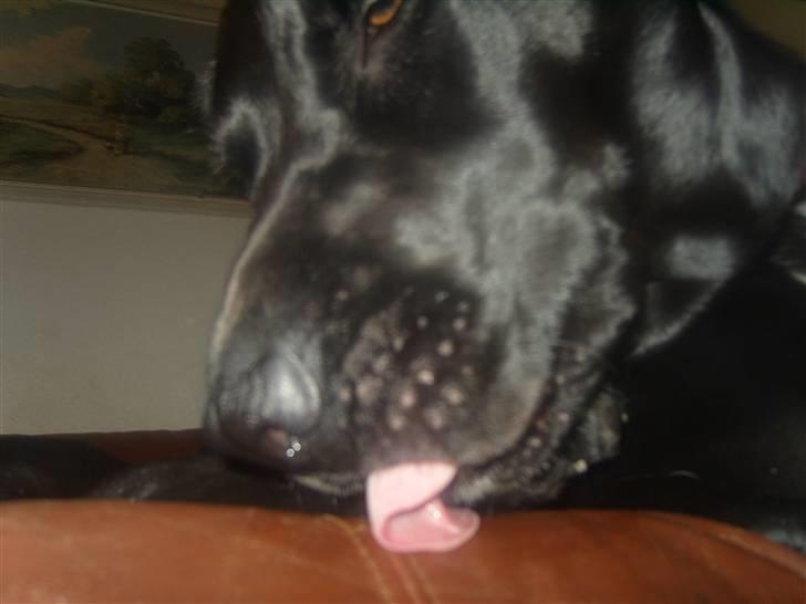 Blanding af racer Azza - Vaske vaske? billede 13