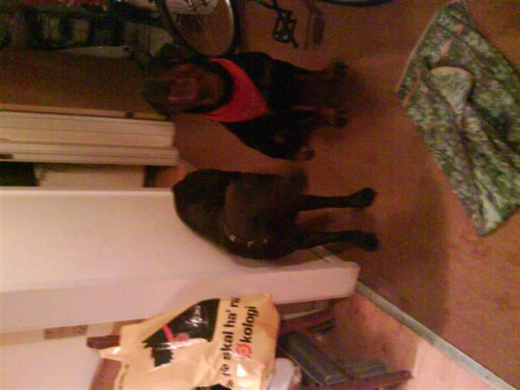 Blanding af racer kia - så er jeg lige sammen med min mor billede 3