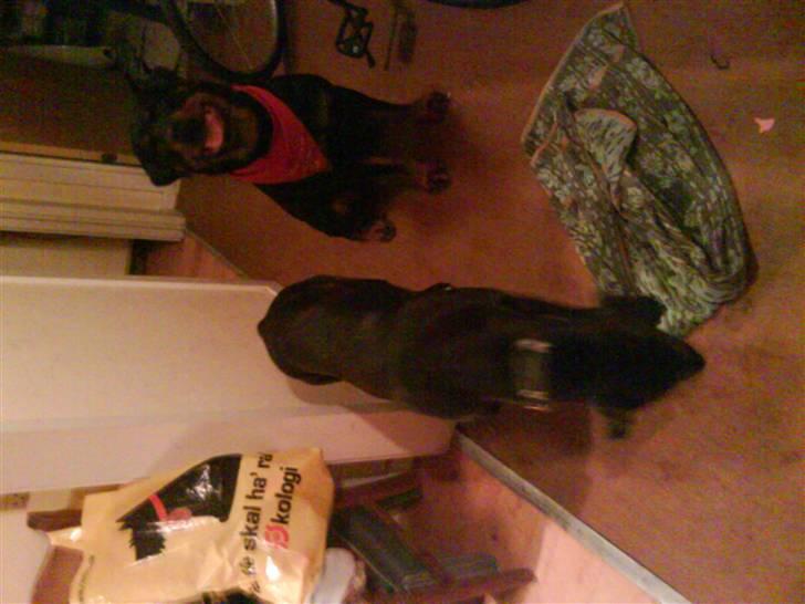 Blanding af racer kia billede 4