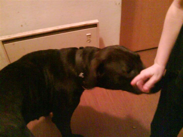 Blanding af racer kia - aaaa måske puk har noget slik til mig billede 5