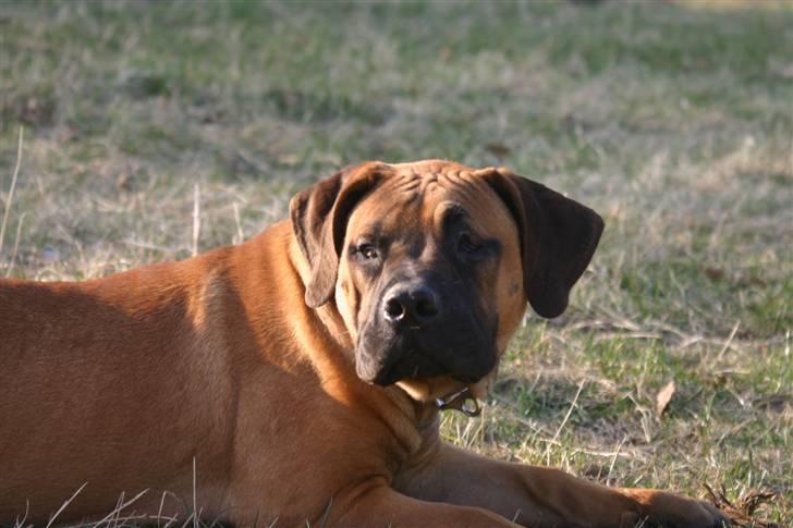 Boerboel RATHMANNS NUMBI billede 1