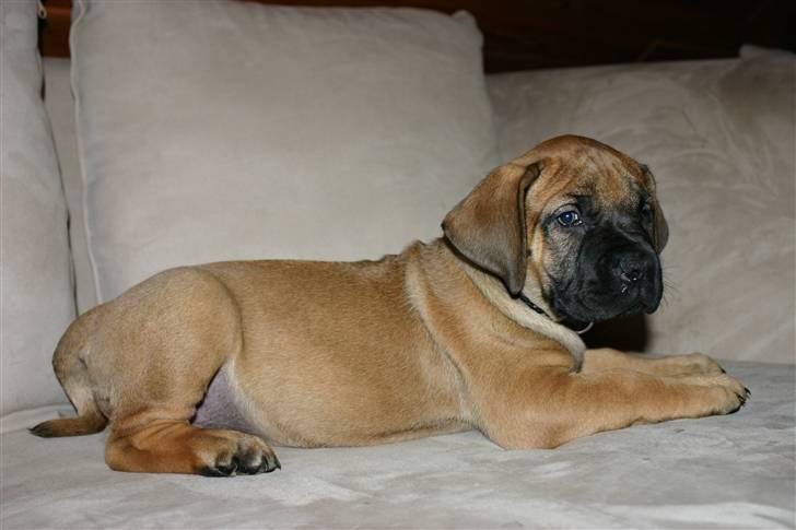 Boerboel RATHMANNS NUMBI billede 2