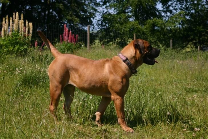 Boerboel RATHMANNS NUMBI billede 3