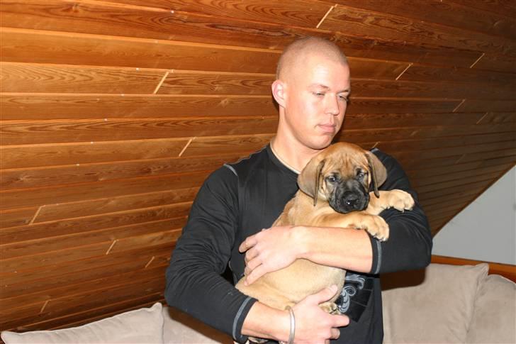 Boerboel RATHMANNS NUMBI billede 4