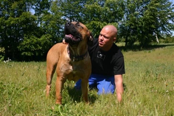 Boerboel RATHMANNS NUMBI billede 5