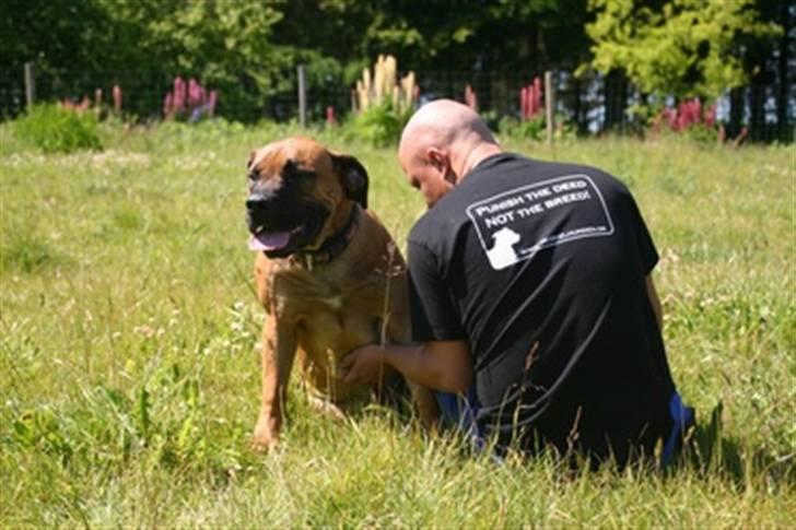 Boerboel RATHMANNS NUMBI billede 6