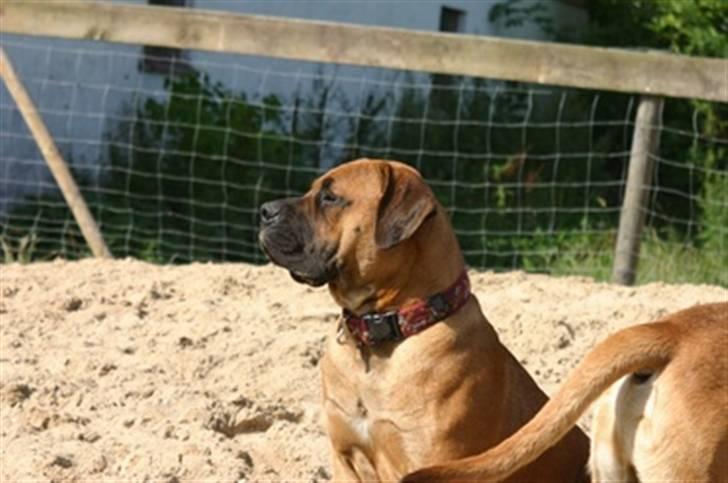 Boerboel RATHMANNS NUMBI billede 8