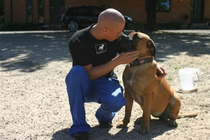 Boerboel RATHMANNS NUMBI billede 9