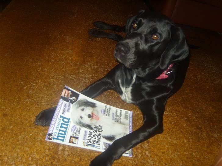 Blanding af racer Azza - Vi Med Hund er et godt blad! billede 14