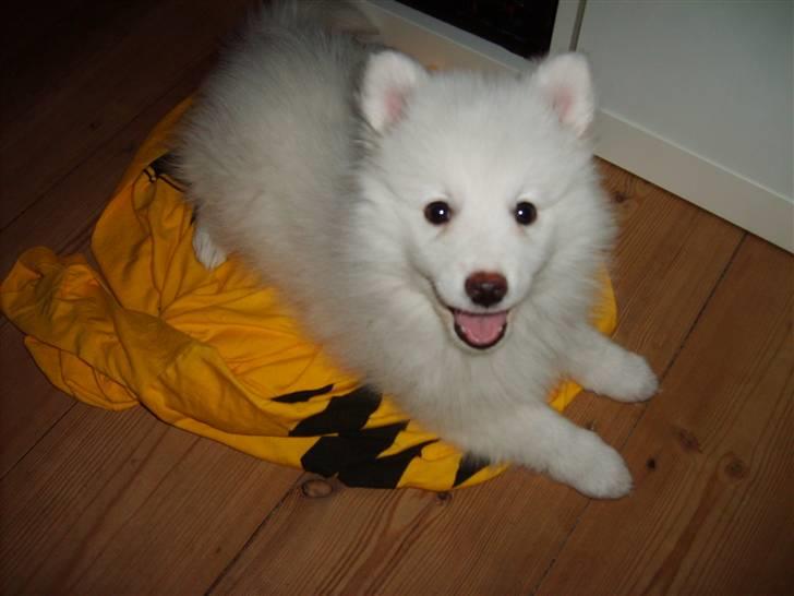 Japansk spids Balou billede 9