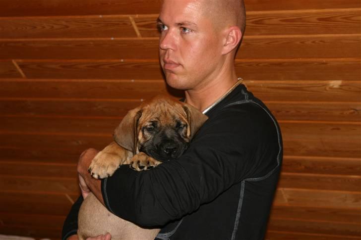 Boerboel RATHMANNS NUMBI billede 10