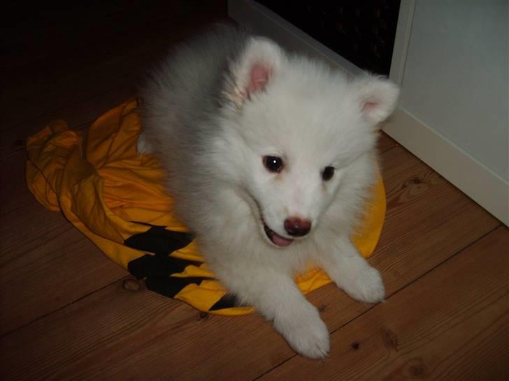 Japansk spids Balou billede 10