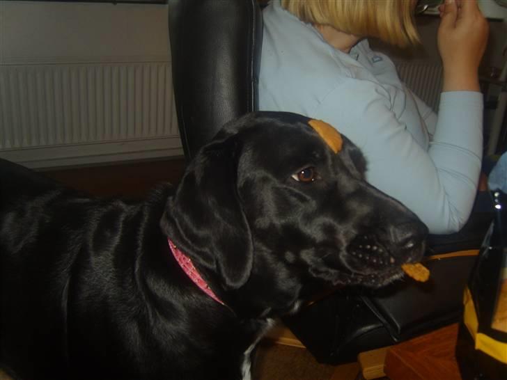 Blanding af racer Azza - Småkage kunst billede 16