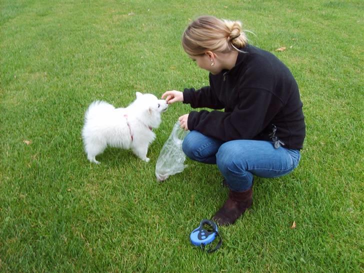 Japansk spids Balou billede 11