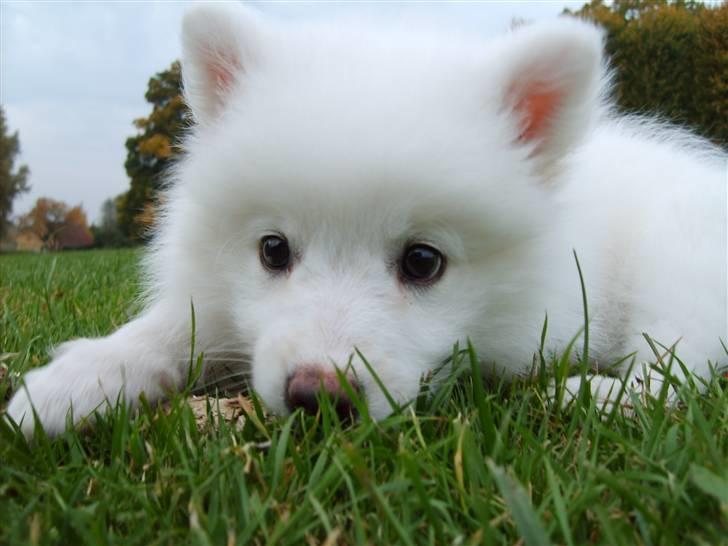 Japansk spids Balou billede 12