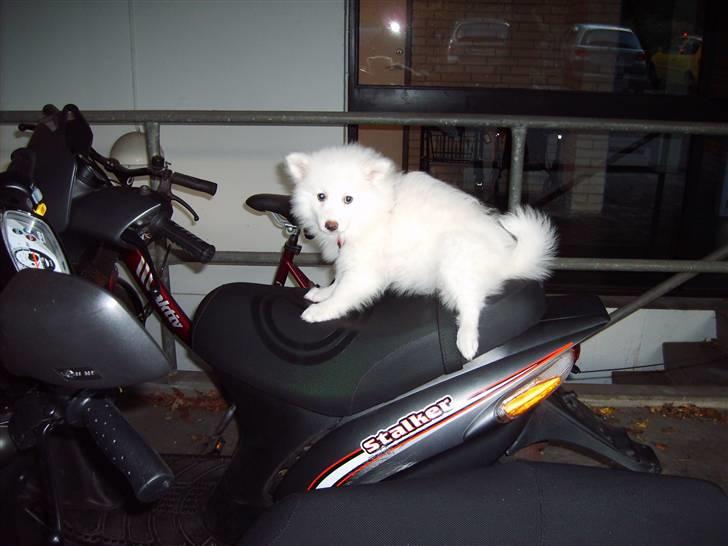 Japansk spids Balou billede 13