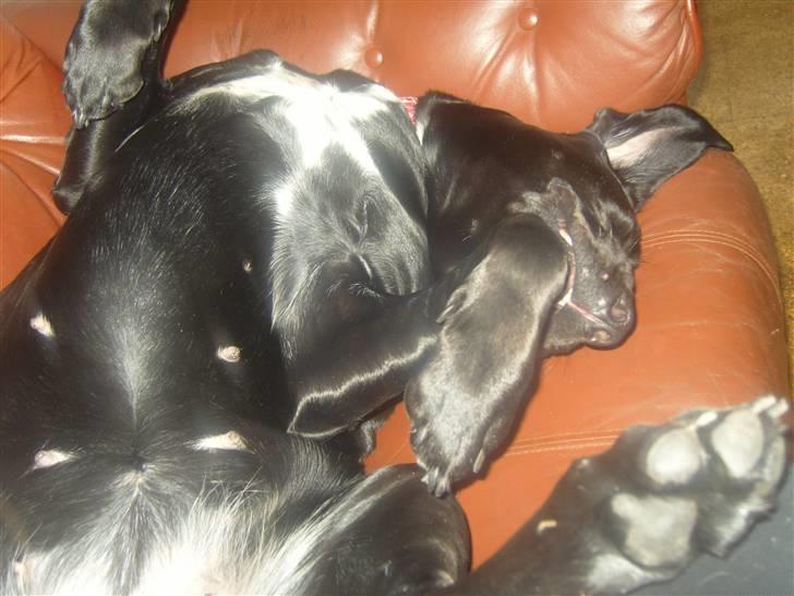 Blanding af racer Azza - See mig! billede 17