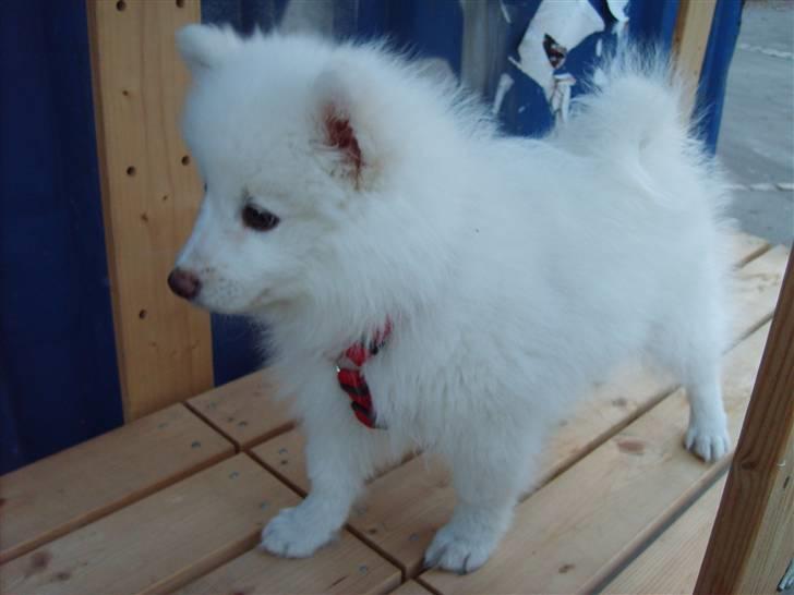 Japansk spids Balou billede 14