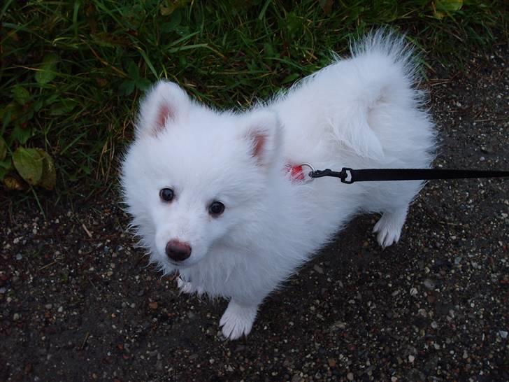 Japansk spids Balou billede 15