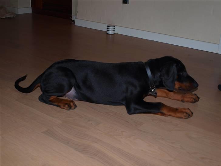 Dobermann Armageddonstars Elmander (R.I.P.) billede 10