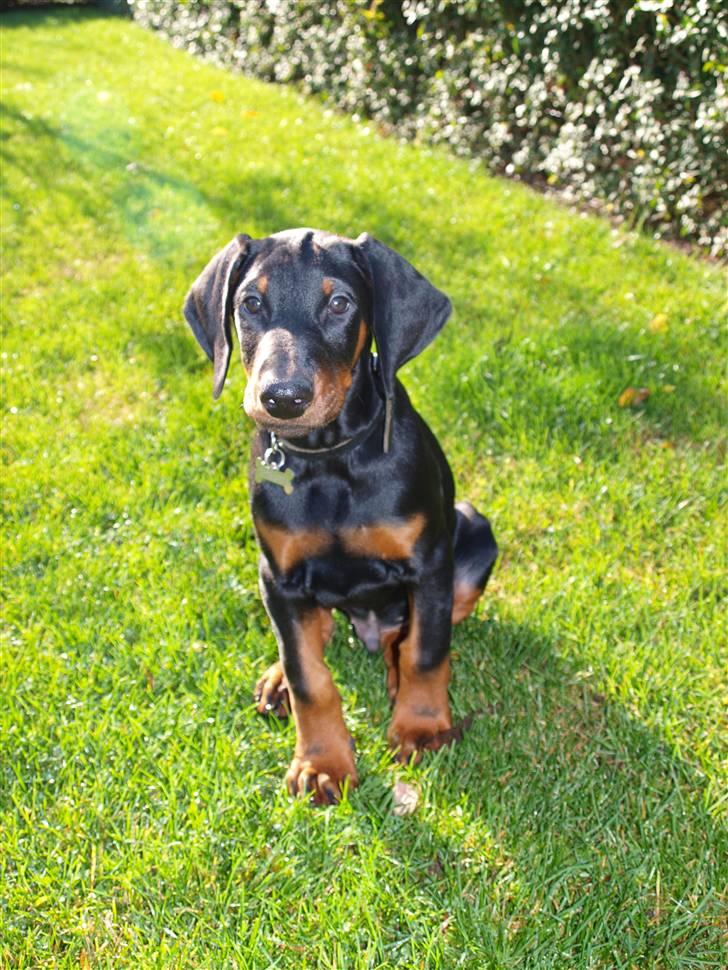 Dobermann Armageddonstars Elmander (R.I.P.) billede 11