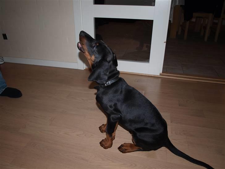 Dobermann Armageddonstars Elmander (R.I.P.) billede 12
