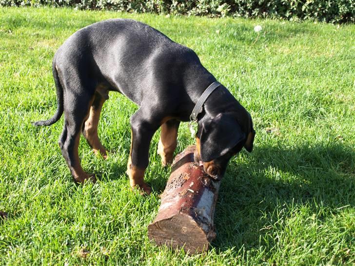 Dobermann Armageddonstars Elmander (R.I.P.) - Det kan man da kalde en pind billede 13