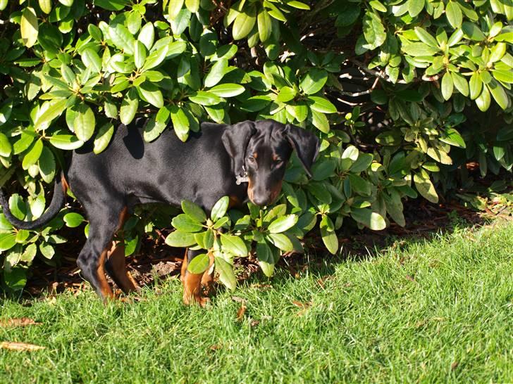 Dobermann Armageddonstars Elmander (R.I.P.) - Du kan da ikke se mig vel mor? billede 14