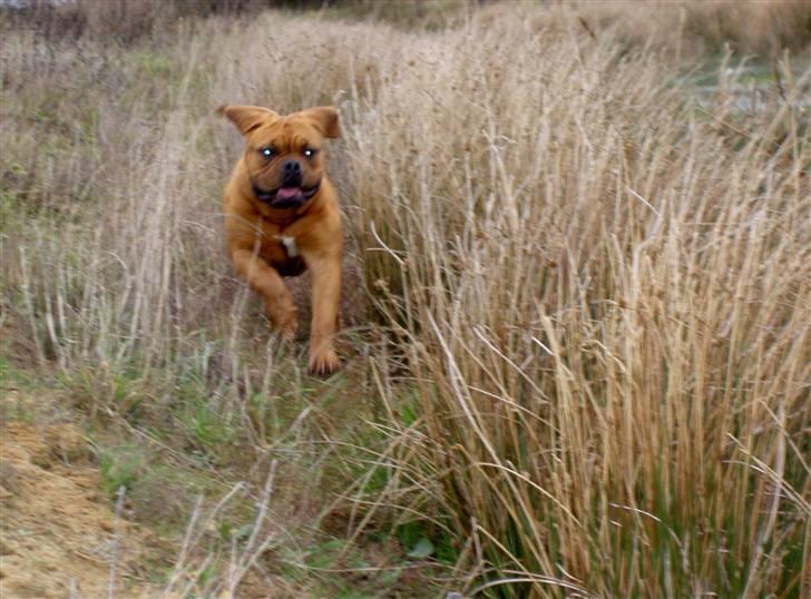 Dogue de bordeaux samia (Himmelhund) billede 2