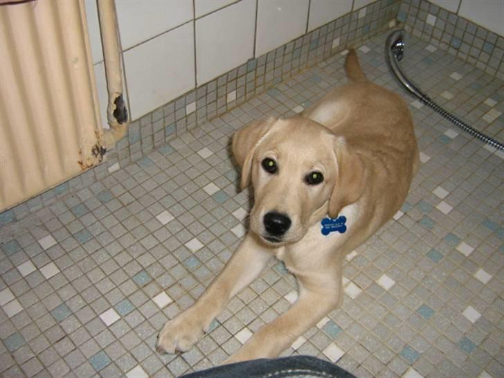 Labrador retriever Sako billede 7