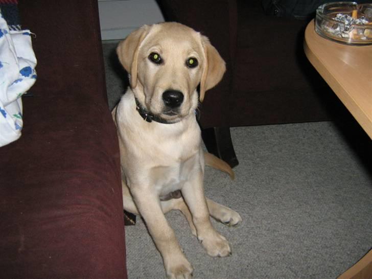 Labrador retriever Sako billede 8