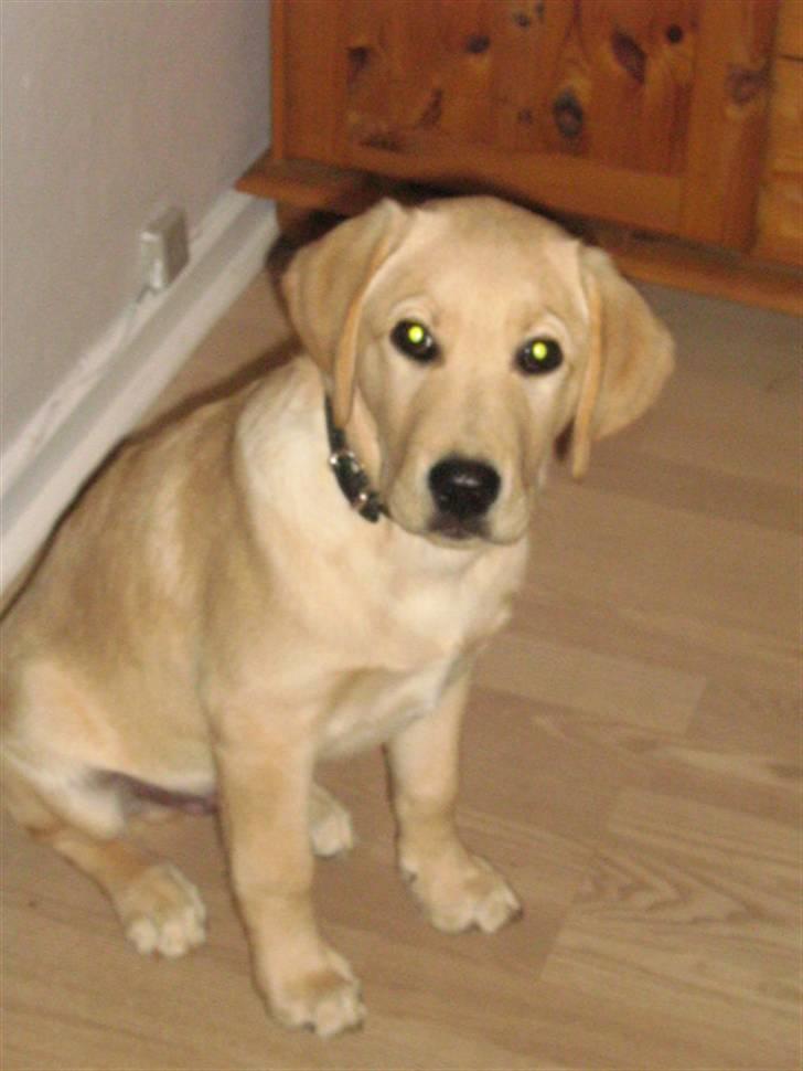 Labrador retriever Sako billede 9