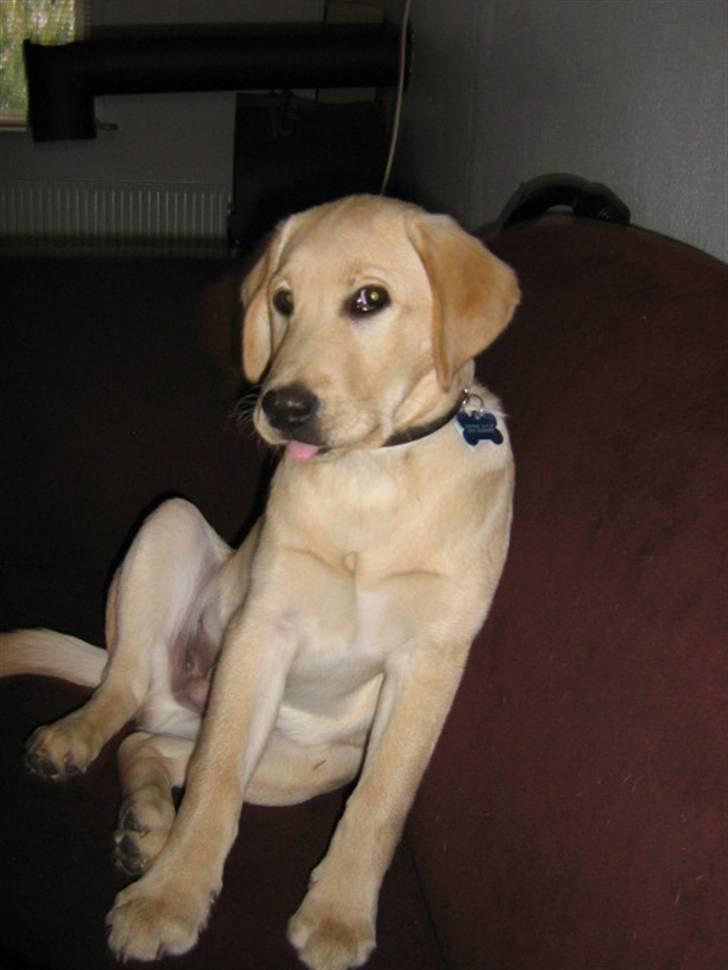 Labrador retriever Sako billede 10