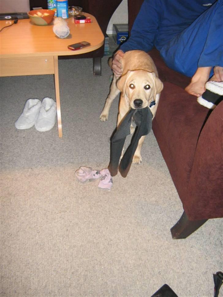 Labrador retriever Sako billede 11