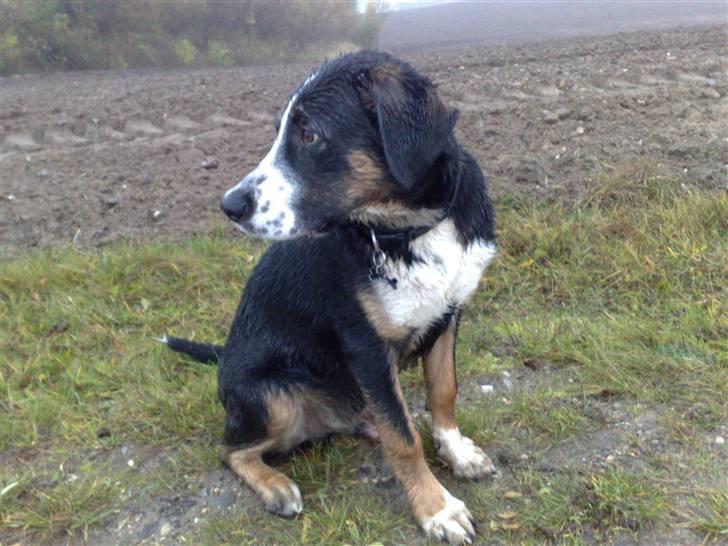 Blanding af racer Himmel hunden Basse - har lige rullet mig i mudder :) nøj det var sjovt billede 8