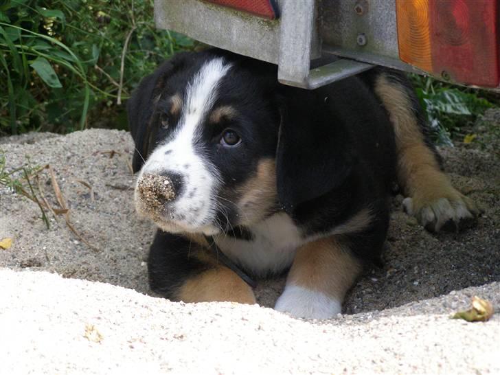 Blanding af racer Himmel hunden Basse billede 9