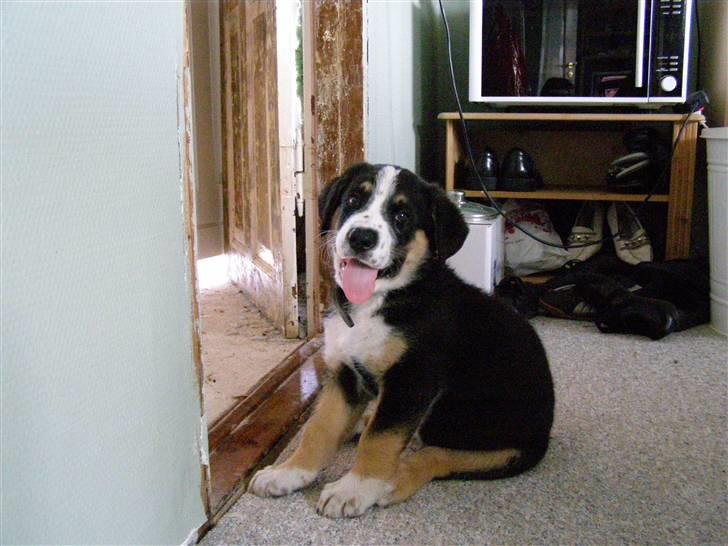 Blanding af racer Himmel hunden Basse billede 10