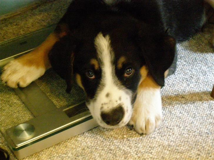 Blanding af racer Himmel hunden Basse billede 11